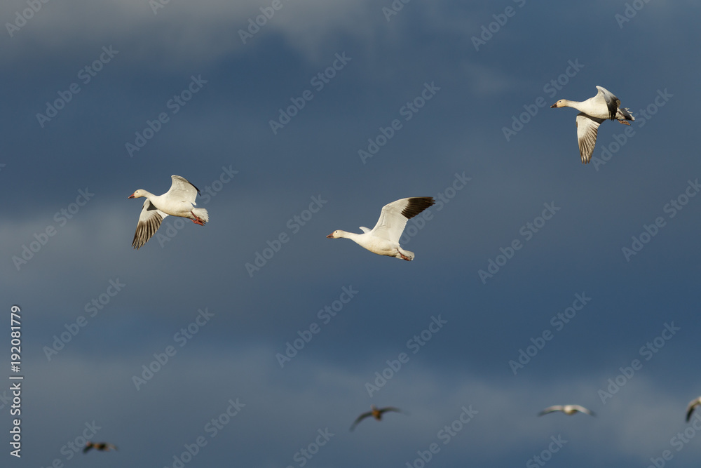 Obraz premium Snow geese migration