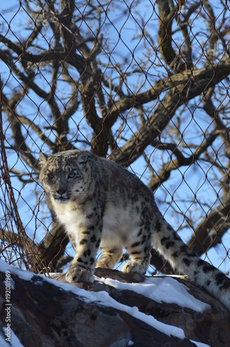 Snow Leopard photo