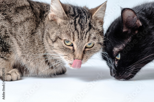 The gray tabby cat licking after eating, and the black cat sniffs the surface in search of food. photo