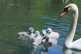 Schwanenfamilie in einem kleinen See
