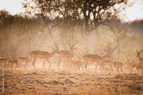 Antilopenherde in S  dafrika