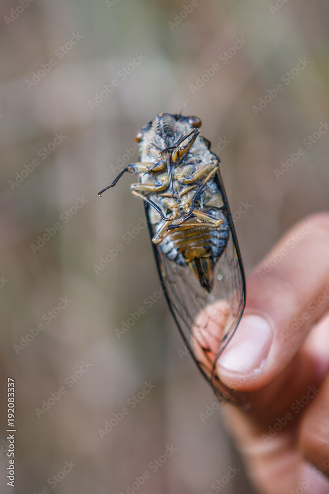 Obraz premium Huge insect (cicada) held between fingers, Inca trail, Peru