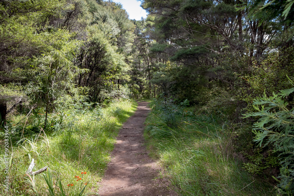 Obraz premium New Zealand Bush Trek 