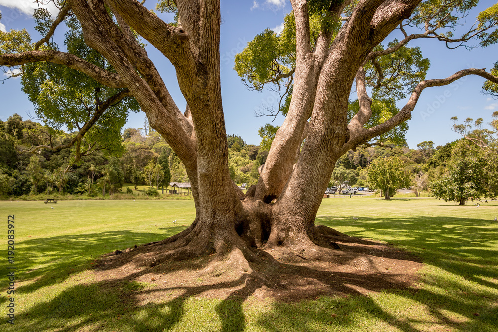 Large Old Chestnut Tree 