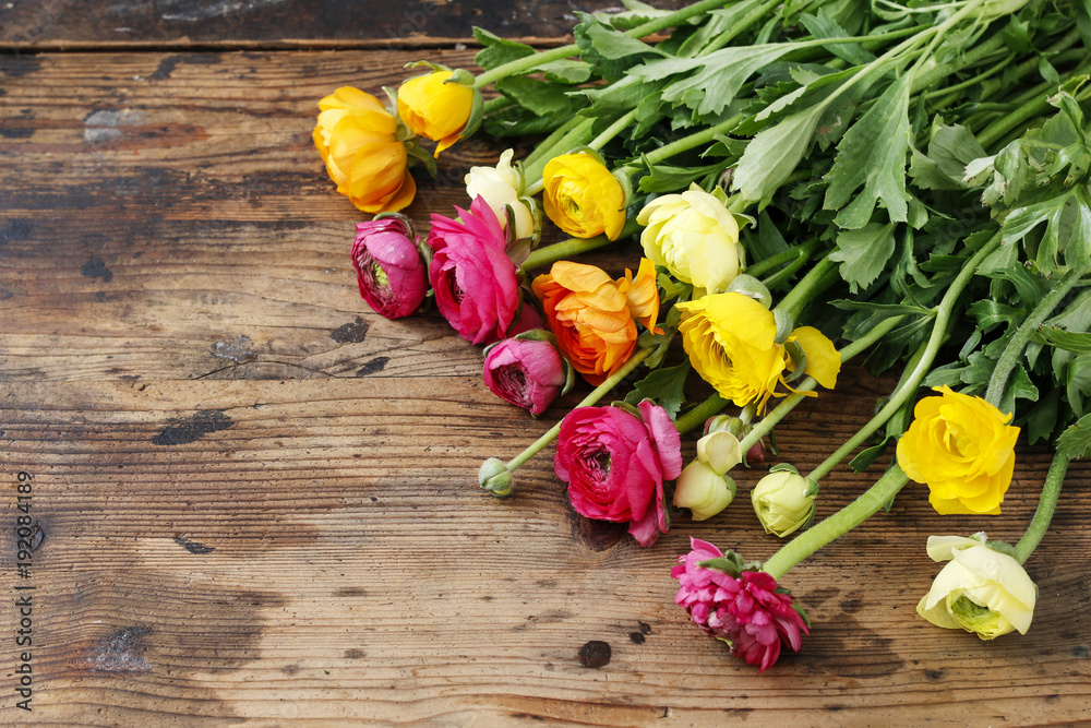 Colorful persian buttercup flowers (ranunculus) on wooden background