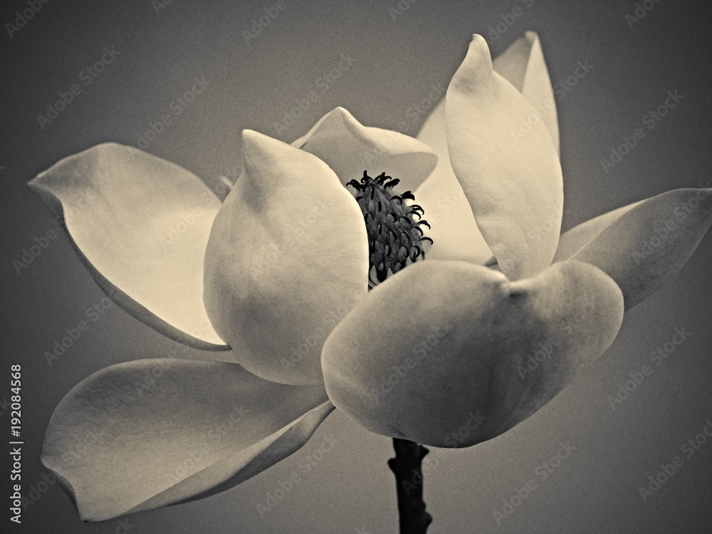 Magnolia Magnolia