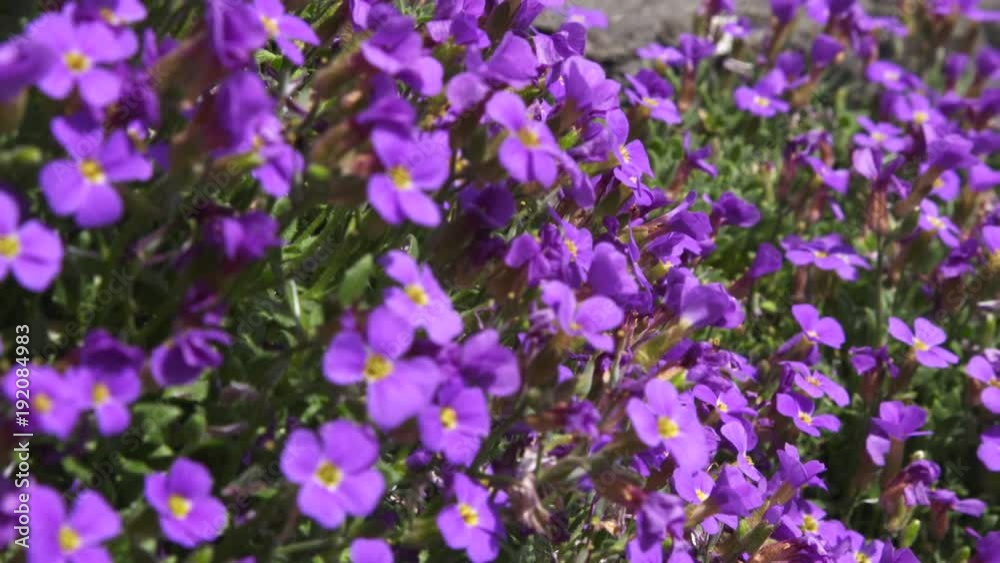 Close up, beautiful purple wildflowers Close up, beautiful purple wildflowers