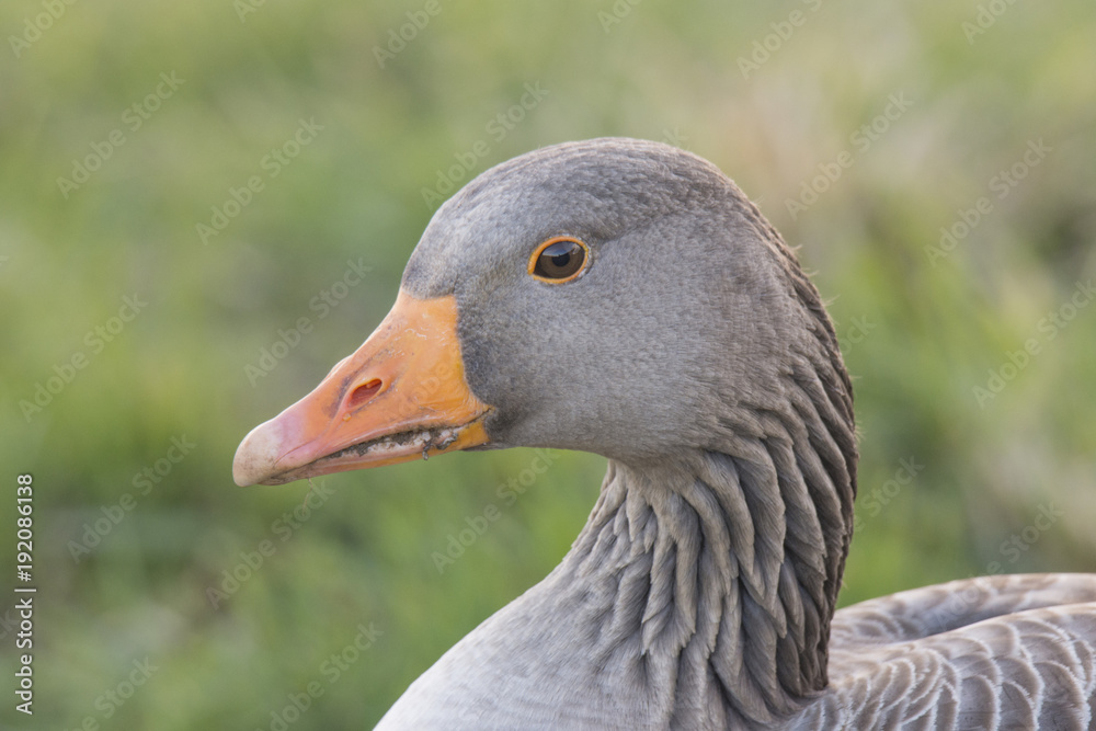 Greylag Goose Greylag Goose