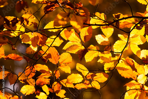 herbstlicher Laubwald