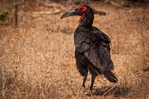 Hornbill Bird in South Africa