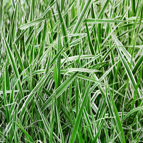 The ryegrass. Striped grass. photo