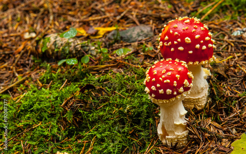 Fliegenpilz Pärchen