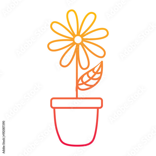 potted daisy flower petal leaves decoration vector illustration degraded line color design