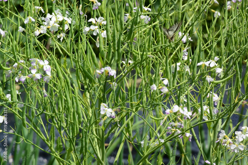 菜の花と、モンシロチョウ