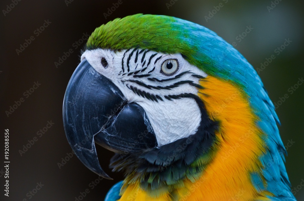 Guacamayo 