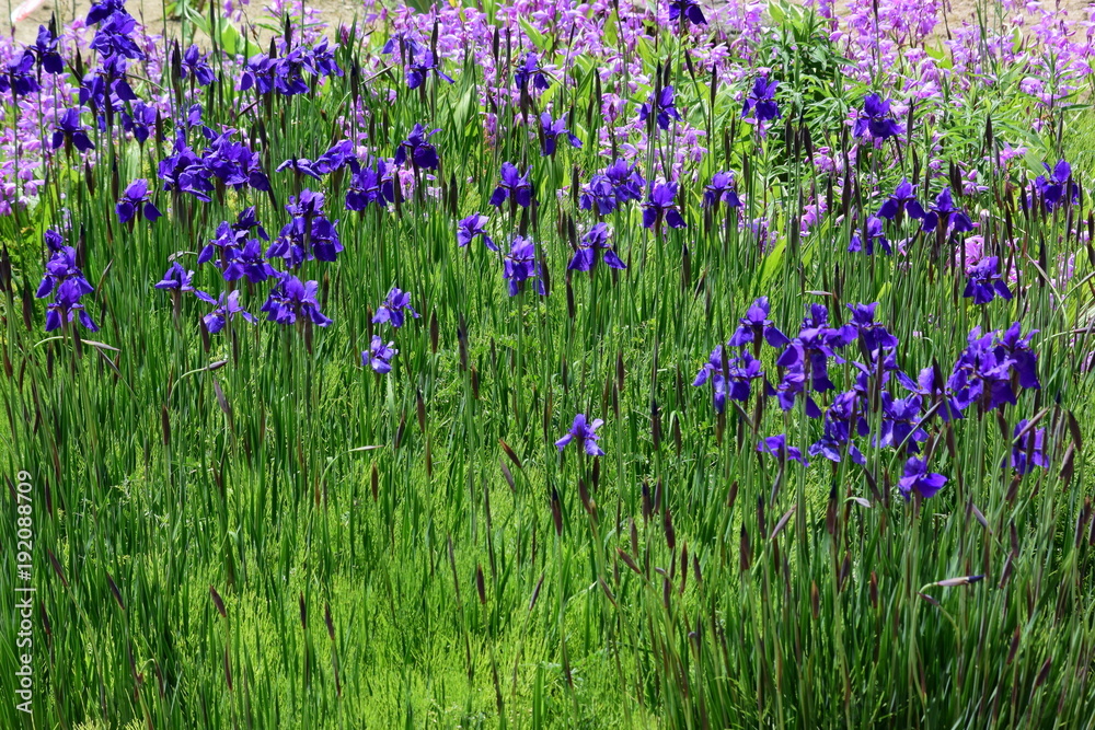 満開の花ショウブ 満開の花ショウブ