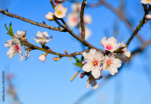 Beautiful brunch of almond tree flowers in nature