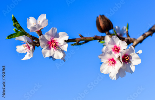 Fototapeta Naklejka Na Ścianę i Meble -  Beautiful brunch of almond tree flowers in nature