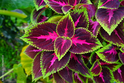 Red and green leaves of the coleus plant, Plectranthus scutellarioides