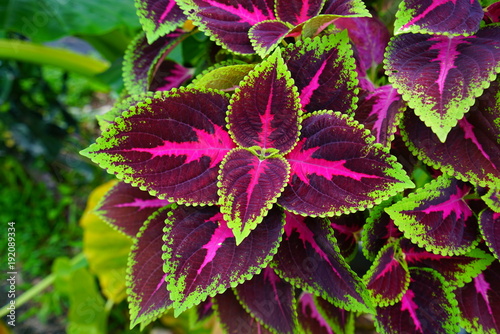 Red and green leaves of the coleus plant, Plectranthus scutellarioides photo