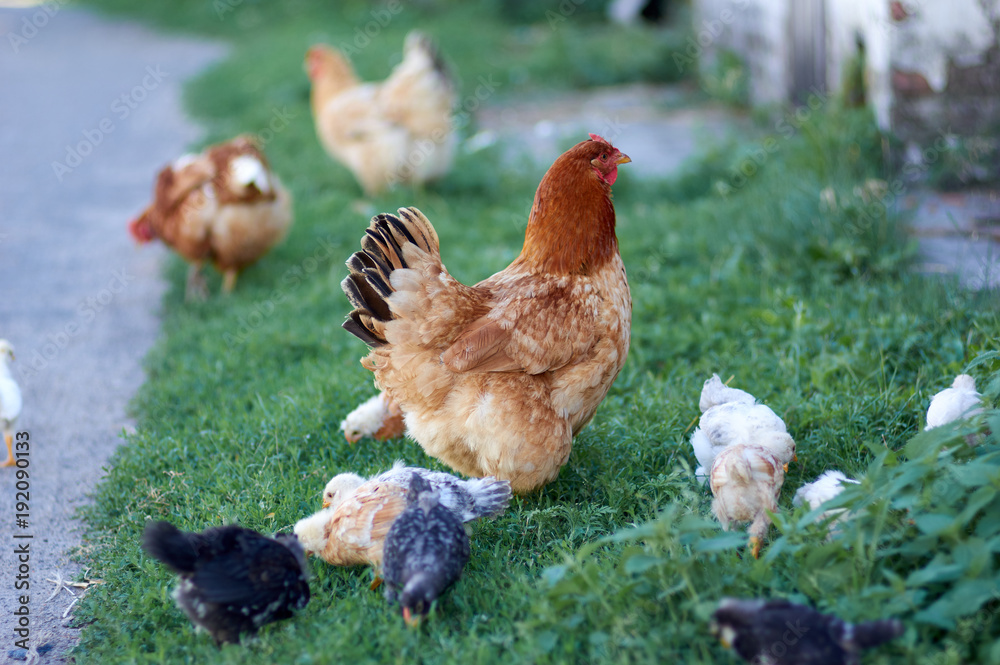 Fototapeta premium Free range chickens roam the yard on a farm. Chickens on traditional free range poultry farm. Livestock, Rural life/Rooster and chickens on the farm 
