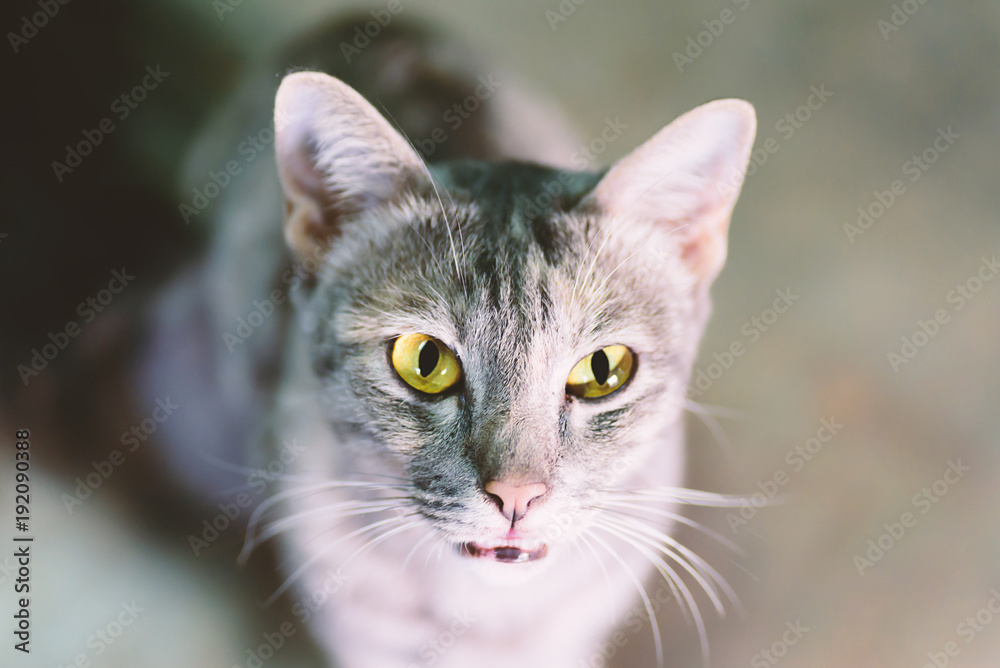 Portrait of cat open mouth and calling for food