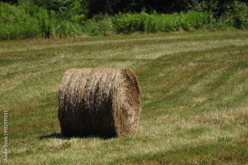 Bale of Hay in a Field