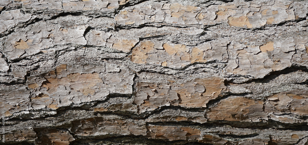 Pine tree bark with rough cracked dry surface. Neutral gray and brown textured background with cracks and lines. Pine tree bark with rough cracked dry surface. Neutral gray and brown textured background with cracks and lines.