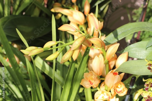 pretty yellow and red cymbidium orchids