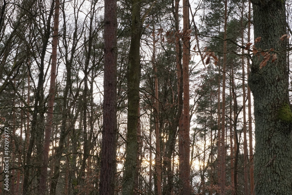 Fototapeta premium Waldlandschaft im Winter