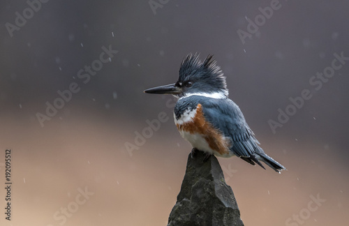 Belted Kingfisher photo