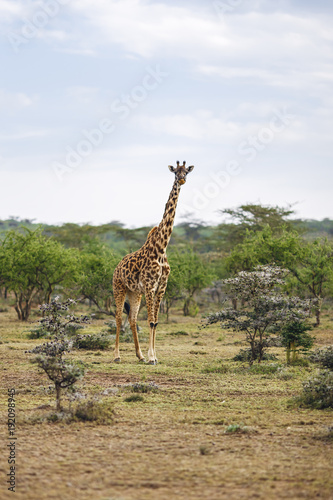  Kenya giraffe