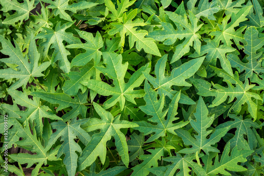 Papaya leaves Papaya leaves
