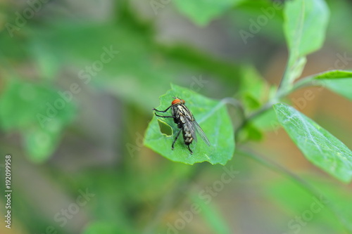 The fly © qiujusong