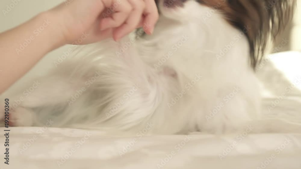 Young dog breeds Papillon Continental Toy Spaniel brushes teeth with toothbrush stock footage video Young dog breeds Papillon Continental Toy Spaniel brushes teeth with toothbrush stock footage video