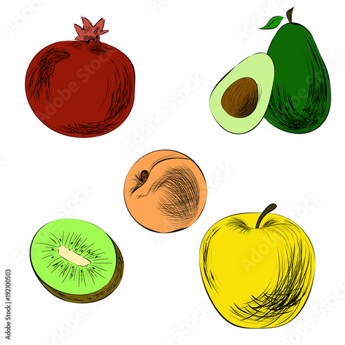 Hand-drawn fruits in color. Pencil drawing. Pomegranate, apple, kiwi, apricot, avocado.