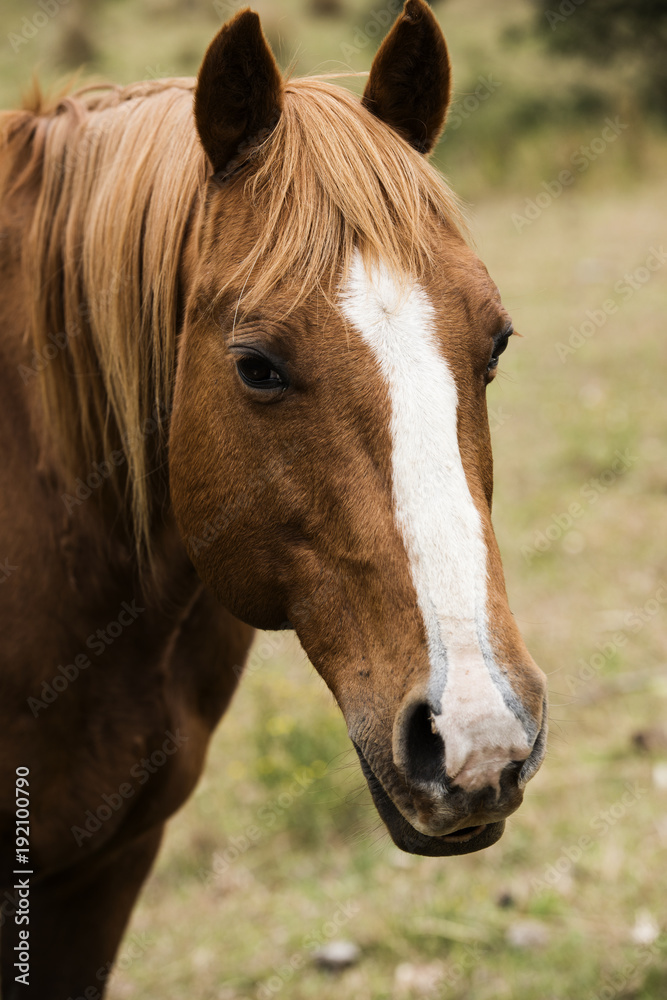 Australian horse in the paddock Australian horse in the paddock