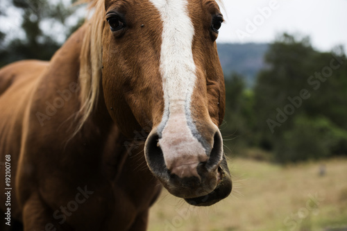 Australian horse in the paddock