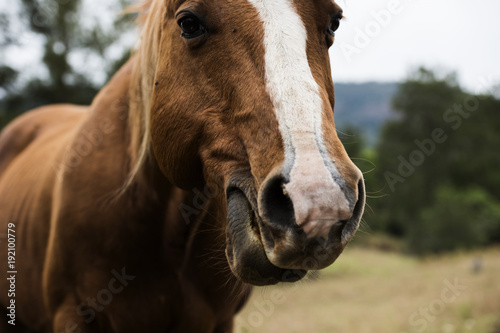 Australian horse in the paddock © Rob D