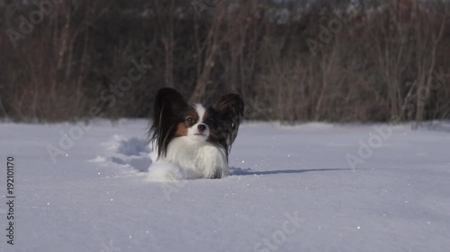 Papillon dog courageously makes his way through the snow in winter park stock footage video
