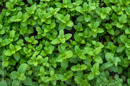 Wallpaper Mural Peppermint in vegetable garden Torontodigital.ca