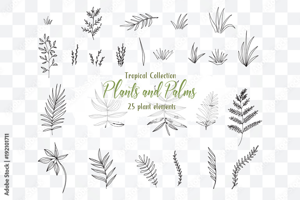 Fototapeta premium Collection Summer Plants and Palms
