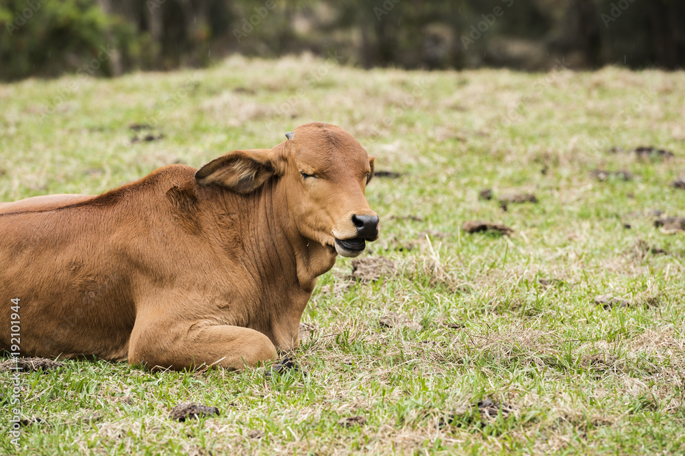 Fototapeta premium Australian cow on the farm during the day.