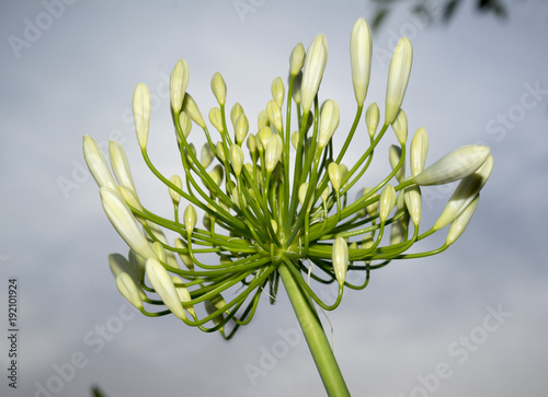 Cream / White Agapanthus Buds - Lily of the Nile or African Lily photo