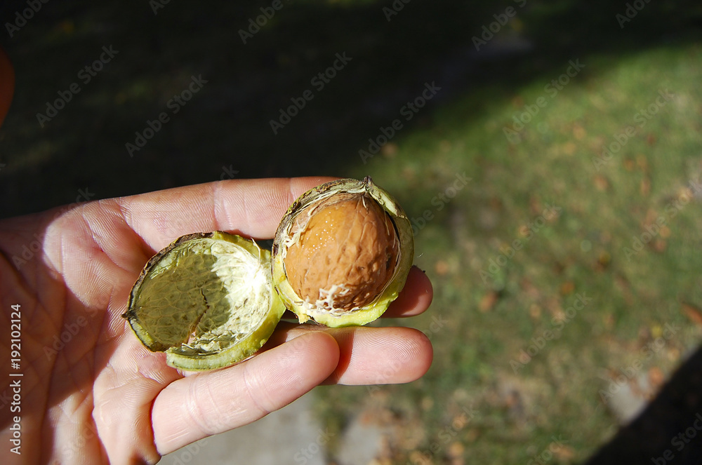 Walnut in its Shell