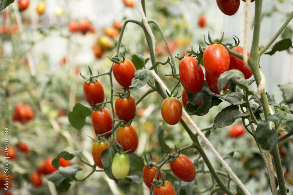 Tomato plant in garden of agricultural plantation farm at countryside