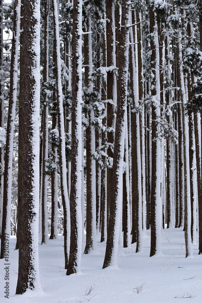 Fototapeta premium 冬の杉林
