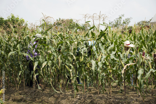 Thai worker farmers harvesting corn from agricultural corn plantation farm at countryside