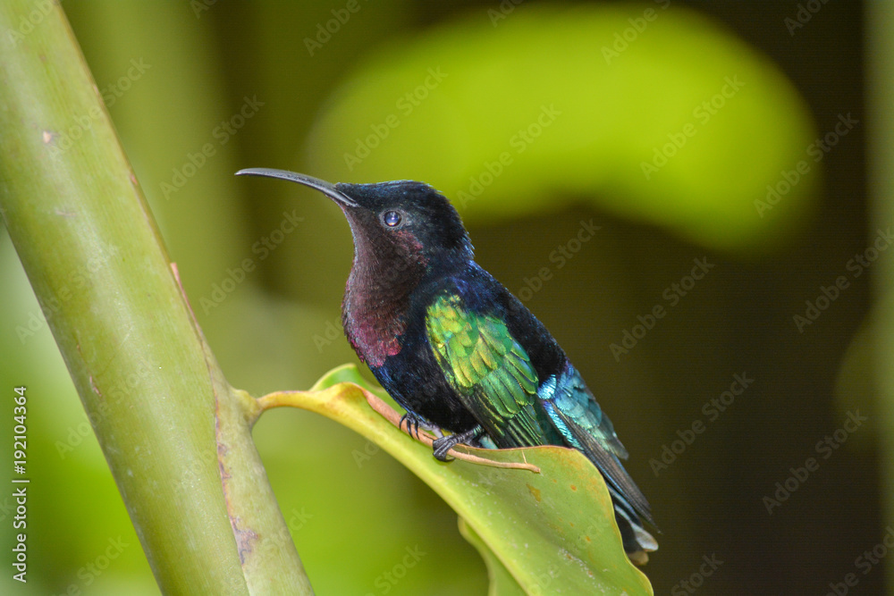 Fototapeta premium Colibri antillais