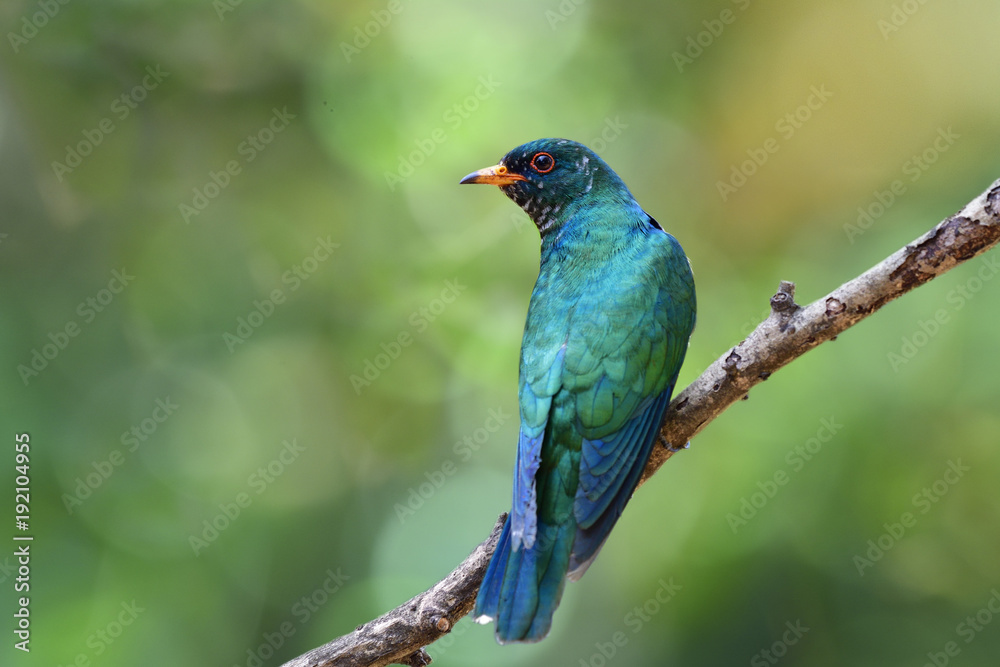 Asian emerald cuckoo (Chrysococcyx maculatus) beautiful velvet green bird perching on dried tree branch showing it bright back feathers profile with sharp eyes and red brow